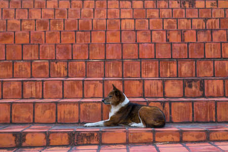 Portrait of thai dog at streetの写真素材