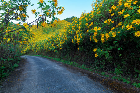 Empty road through Mexican sunflower flower field.の写真素材