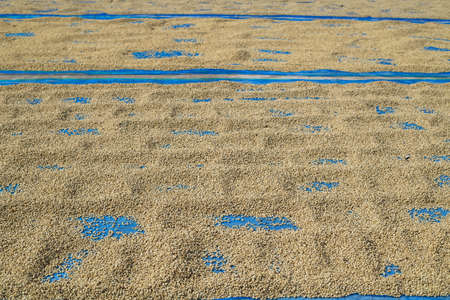 Closeup coffee beans drying in the sun.