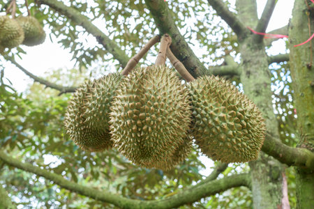 Close up of durians on the tree.の写真素材