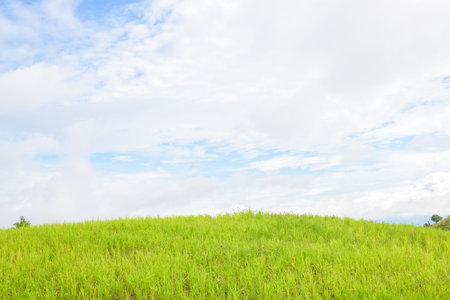 Beautiful meadow field against a blurry blue sky with clouds.の写真素材