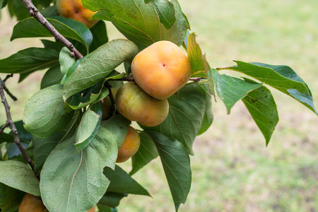 Persimmon tree fresh fruit that is ripened hanging on the branches in plant garden.の写真素材