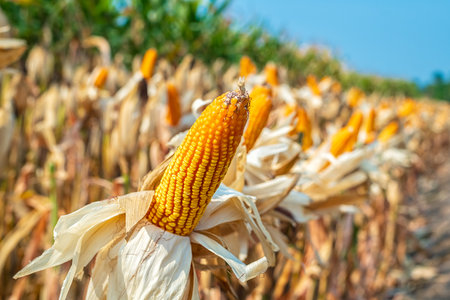 Closeup of dried corn cob at the farm.の写真素材