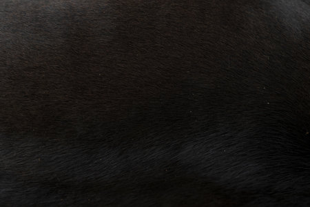 Dog fur texture for background.の写真素材
