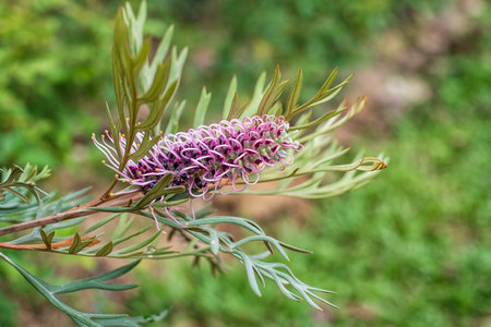 Closeup of beautiful Grevillea 'Dorothy Gordon' is a large new australian shrub. Flower in bloom. Nature background.の写真素材