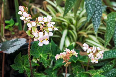 Begonia Cachuma plant in the garden.