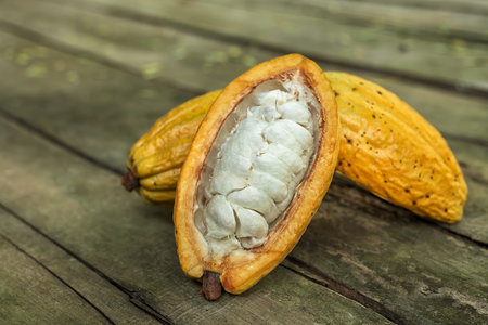 Cocoa fruits and opened cocoa pod on wooden background.の写真素材
