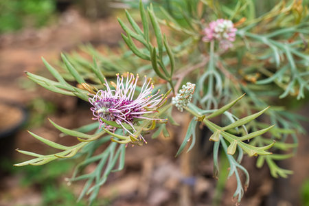 Closeup of beautiful Grevillea 'Dorothy Gordon' is a large new australian shrub. Flower in bloom. Nature background.の写真素材