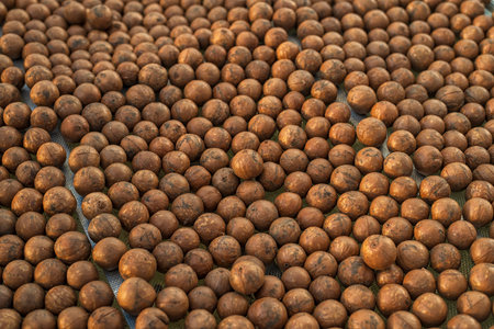 Raw of Macadamia integrifolia in drying house.の写真素材