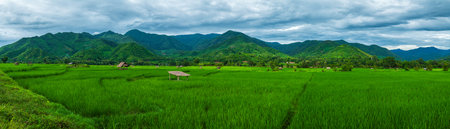 Beautiful green rice fields with mountain in the rainy season. Panoramic of countryside in rainy season. Wonderful rainy time landscape in mountains. grassy field and rolling hills. rural scenery. Nature background.の写真素材