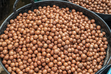 Raw of Macadamia integrifolia in drying house.