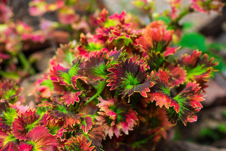 Coleus plant in soft sunshine. nature background.