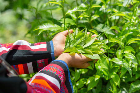 Tribal woman picking tea leavesの写真素材