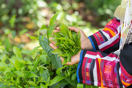 Tribal woman picking tea leavesの写真素材
