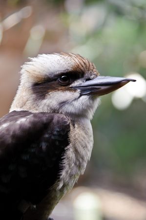 Close-up of a kookaburra standing still.の写真素材