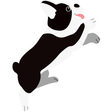 Flat colored Boston Terrier jumpingのイラスト素材
