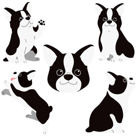 Set of flat colored Boston Terrier illustrationsのイラスト素材
