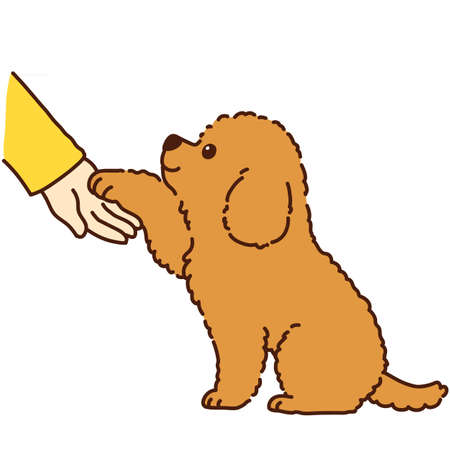 Toy Poodle puppy sitting shaking handsのイラスト素材