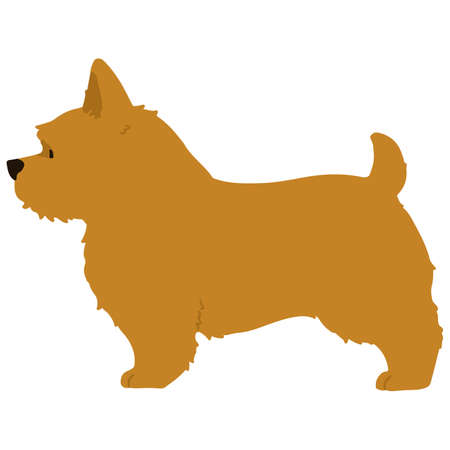 Flat colored brown Norwich Terrier in side viewのイラスト素材