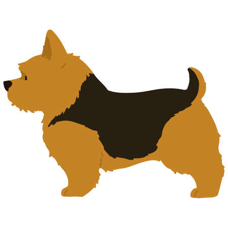 Flat colored black and brown Norwich Terrier in side viewのイラスト素材