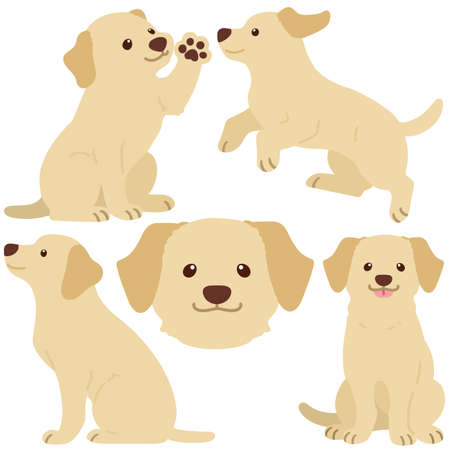 Flat colored cream Labrador illustrations setのイラスト素材