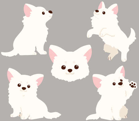 Flat colored white Chihuahua puppy poses setのイラスト素材