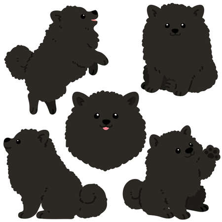 Flat colored black pomeranian illustrations setのイラスト素材