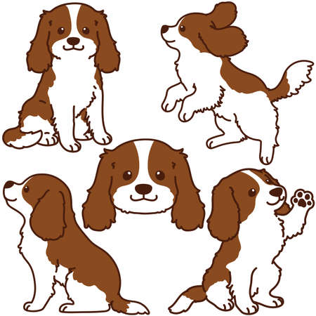 Set of outlined Brown Cavalier King Charles Spaniel illustrationsのイラスト素材