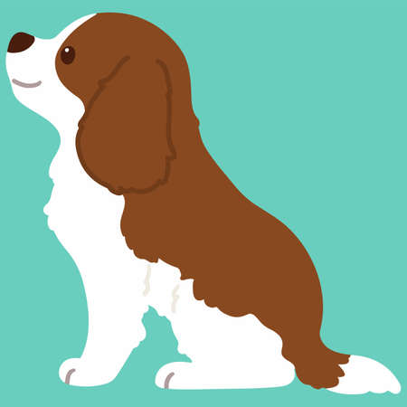 Flat colored Brown Cavalier King Charles Spaniel sitting in side viewのイラスト素材