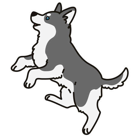 Adorable outlined gray Husky dog jumping illustrationのイラスト素材