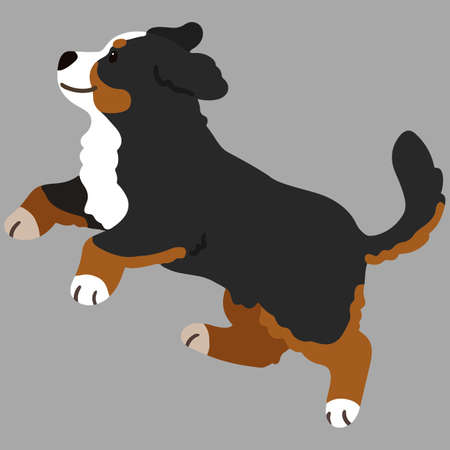 Simple and adorable Mountain Dog illustration jumping flat coloredのイラスト素材
