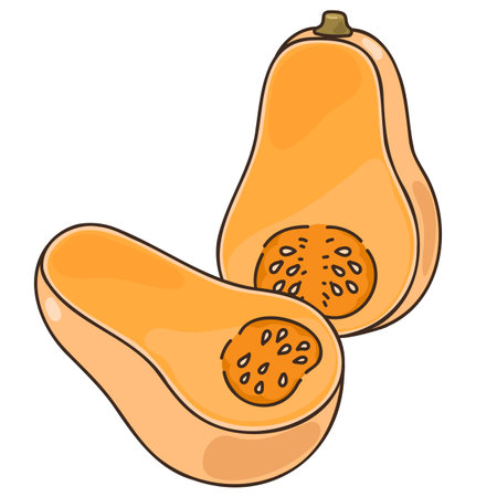 Simple hand drawn cut butternut squash illustrationのイラスト素材