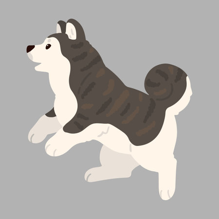 Simple and adorable flat dark colored Akita Dog jumping and playingのイラスト素材
