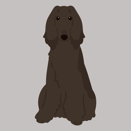 Simple and adorable dark colored Afghan Hound illustration sitting in front view flat coloredのイラスト素材