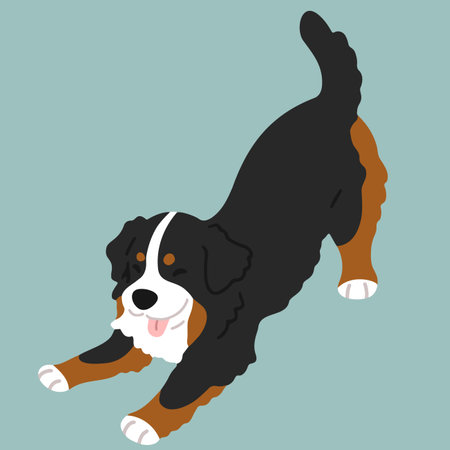 Simple and cute playful Mountain Dog illustration flat coloredのイラスト素材