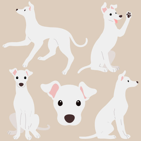 Simple and adorable illustration set of white Italian Greyhound flat coloredのイラスト素材