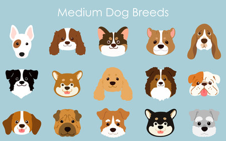 Simple and adorable medium dog breeds faces illustration setのイラスト素材