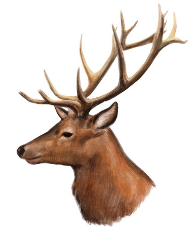 Hand drawn illustration of Buck portraitの写真素材