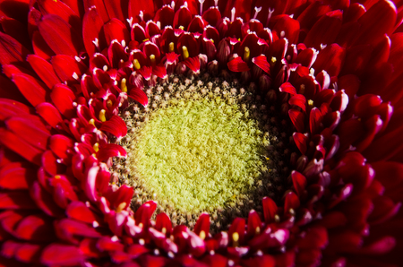 red flower backgroundの写真素材