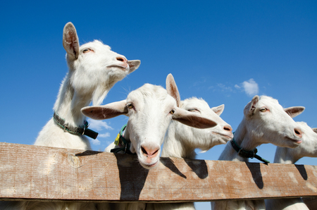 many goats are smiling in the paddockの写真素材