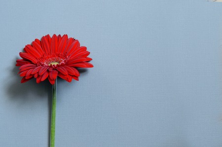 pink gerbera flower on gray background with clippling pathの写真素材