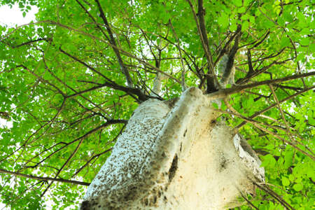 Tree of Spiderman