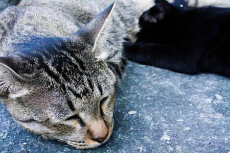 Cat sleep