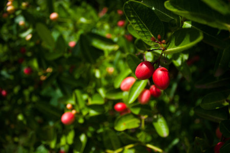 Karonda Fruit,Thailand  ma-mawk-haw-ma-naw-hoo の写真素材