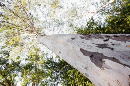 tree2