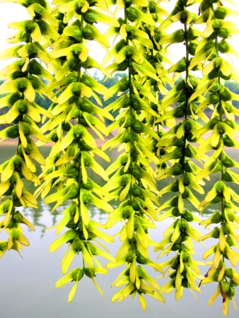  Early summer is mature the seeds                          