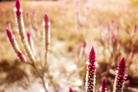 Celosia Flowersの写真素材
