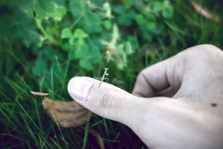 a baby green mantis step on thumbsの写真素材