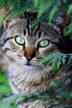 Closeup portrait of a cat in a green spruce tree.