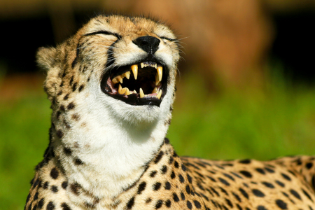 Laughing Cheetahの写真素材
